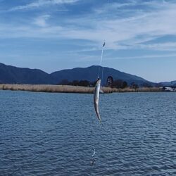 伊庭内湖ホンモロコ釣り